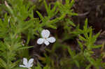 Rough hedge hyssop